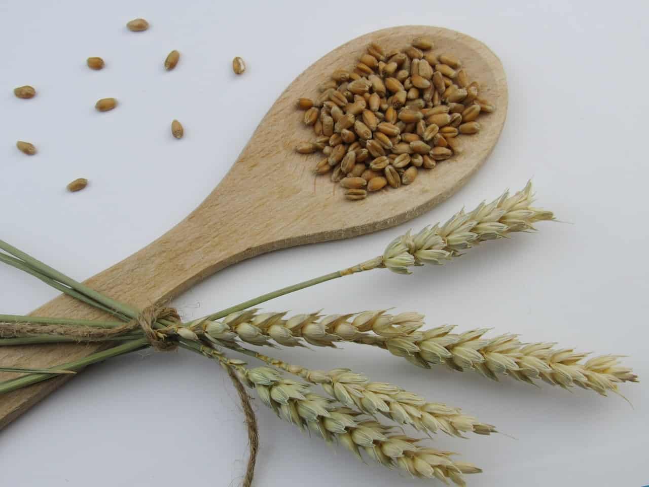 whole wheat on a wooden spoon